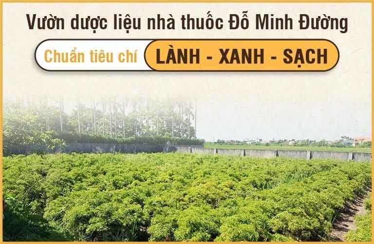 Một góc nhỏ trong vườn dược liệu sạch nhà thuốc Đỗ Minh Đường