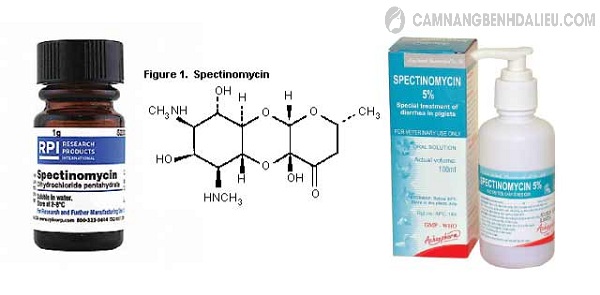 Sử dụng thuốc Spectinomycin điều trị bệnh lậu ở nữ giới