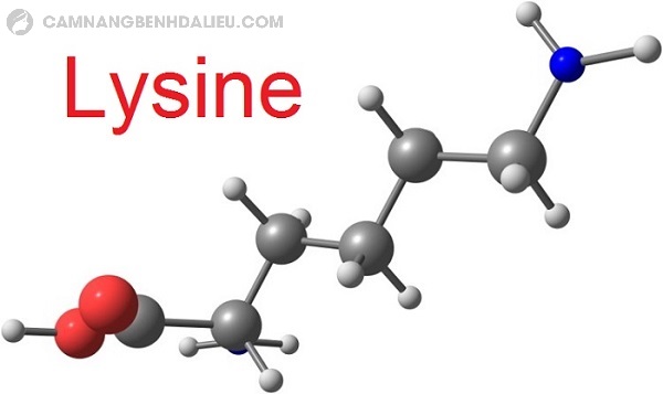 L - lysine là mot amino acid thiết yếu của cơ thể
